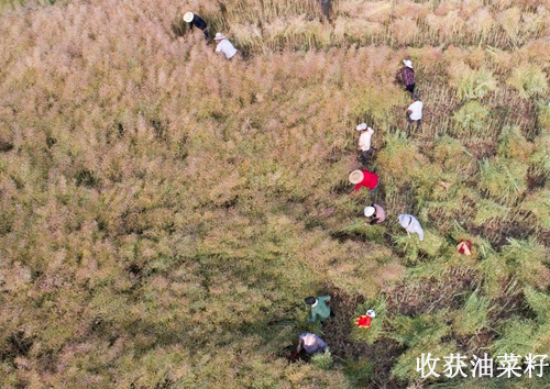 河南新密菜籽榨油機設備 菜籽油生產(chǎn)走上富裕路(圖1) 河南新密菜籽榨油機設備 菜籽油生產(chǎn)走上富裕路(圖1)